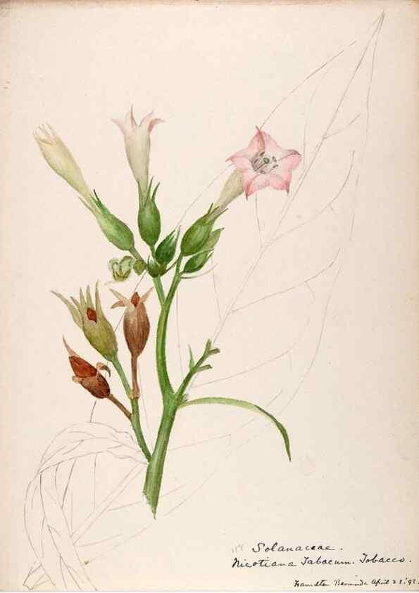 Reproducción/Reproduction 48792719561: [Water-color sketches of plants of North America and Europe]. . 
