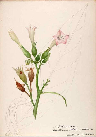 Reproducción/Reproduction 48792719561: [Water-color sketches of plants of North America and Europe]. . 