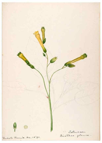 Reproducción/Reproduction 48792861002: [Water-color sketches of plants of North America and Europe]. . 