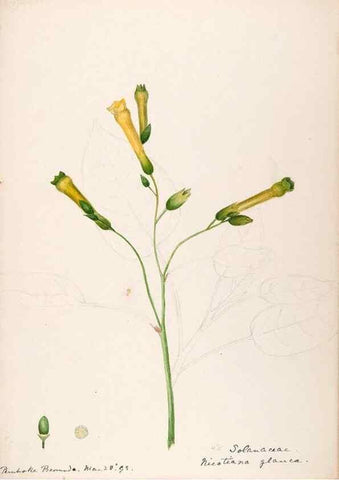 Reproducción/Reproduction 48792861002: [Water-color sketches of plants of North America and Europe]. . 