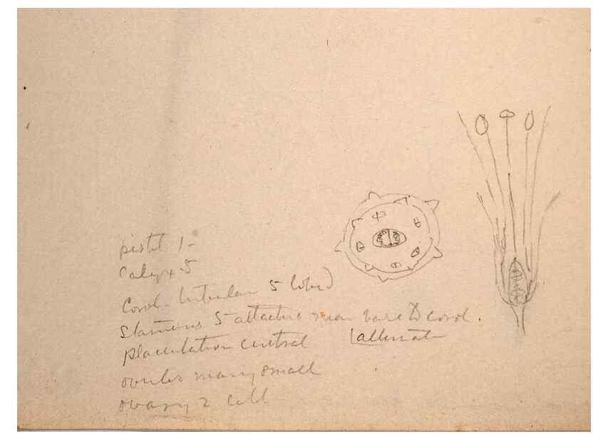 Reproducción/Reproduction 48792719916: [Water-color sketches of plants of North America and Europe]. . 