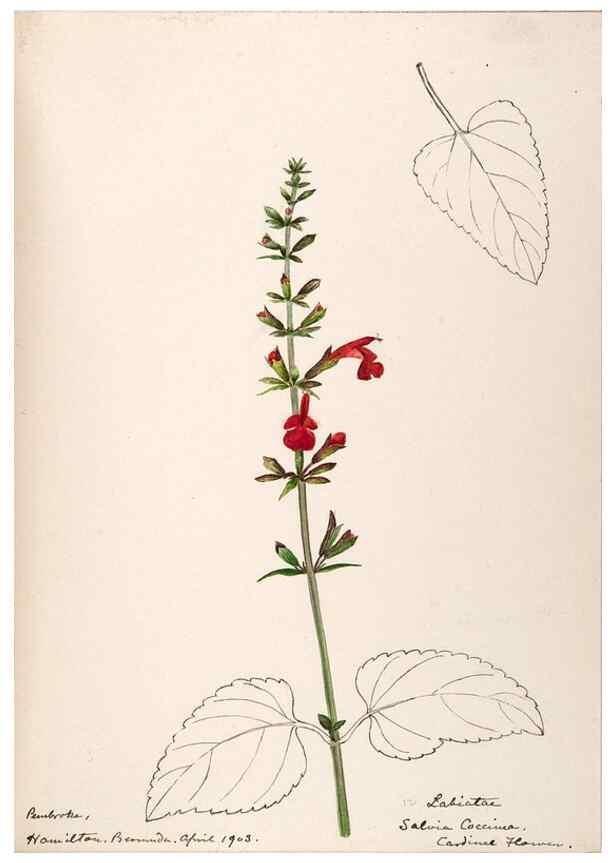 Reproducción/Reproduction 48792861432: [Water-color sketches of plants of North America and Europe]. . 