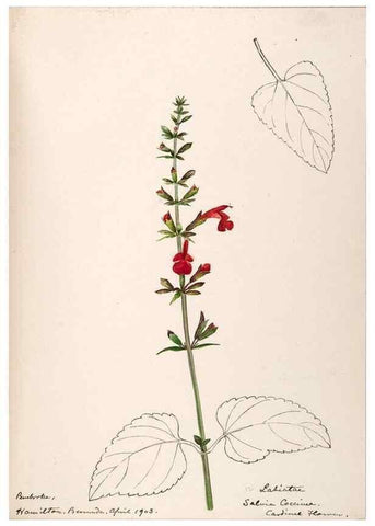 Reproducción/Reproduction 48792861432: [Water-color sketches of plants of North America and Europe]. . 