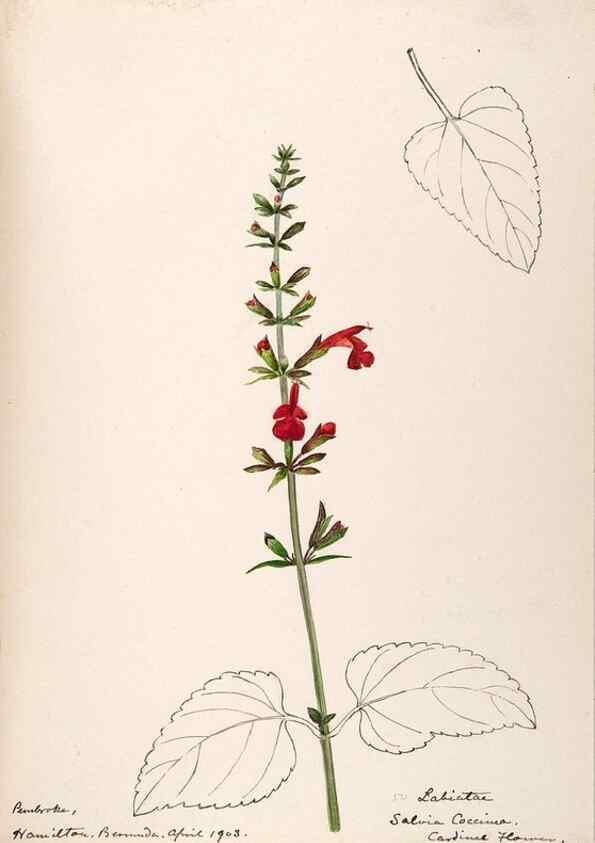 Reproducción/Reproduction 48792861432: [Water-color sketches of plants of North America and Europe]. . 