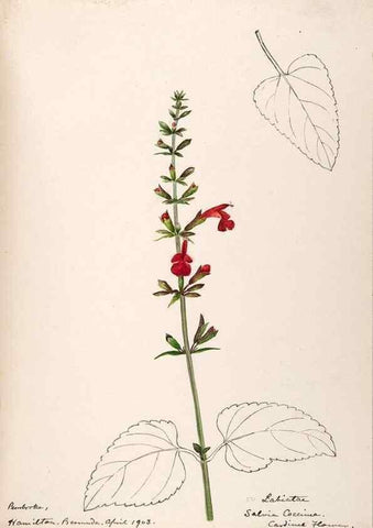 Reproducción/Reproduction 48792861432: [Water-color sketches of plants of North America and Europe]. . 