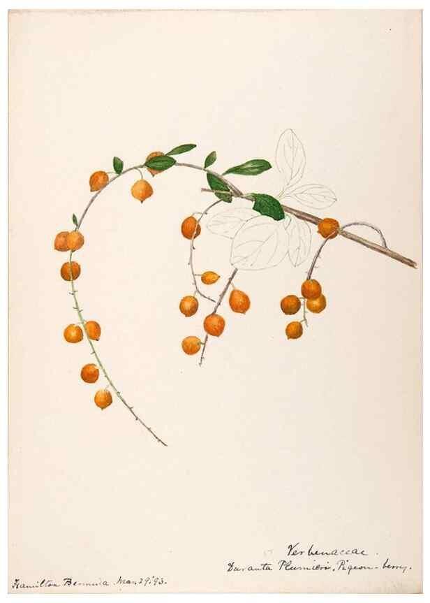 Reproducción/Reproduction 48792353223: [Water-color sketches of plants of North America and Europe]. . 