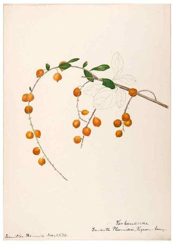 Reproducción/Reproduction 48792353223: [Water-color sketches of plants of North America and Europe]. . 