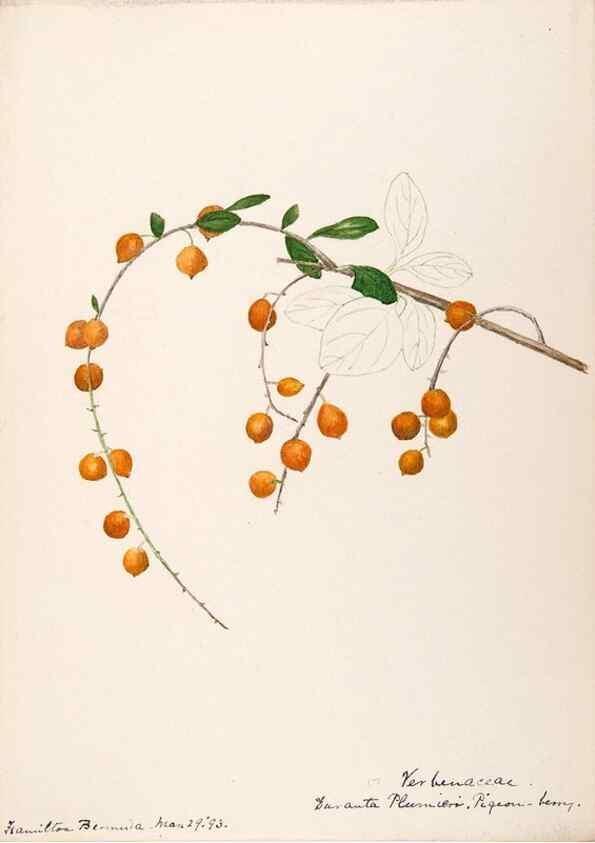 Reproducción/Reproduction 48792353223: [Water-color sketches of plants of North America and Europe]. . 