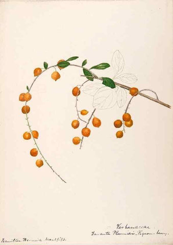 Reproducción/Reproduction 48792353223: [Water-color sketches of plants of North America and Europe]. . 
