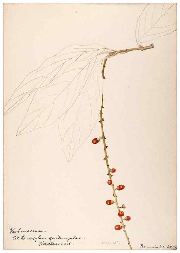 Reproducción/Reproduction 48792861872: [Water-color sketches of plants of North America and Europe]. . 