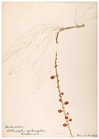 Reproducción/Reproduction 48792861872: [Water-color sketches of plants of North America and Europe]. . 