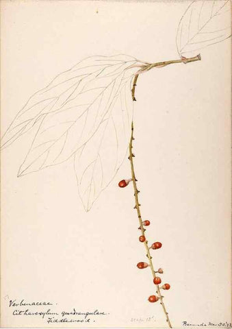 Reproducción/Reproduction 48792861872: [Water-color sketches of plants of North America and Europe]. . 