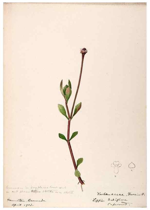Reproducción/Reproduction 48792353708: [Water-color sketches of plants of North America and Europe]. . 