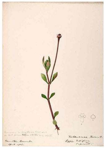 Reproducción/Reproduction 48792353708: [Water-color sketches of plants of North America and Europe]. . 