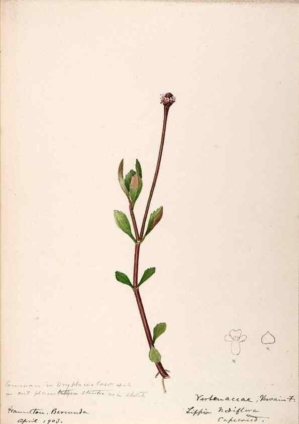 Reproducción/Reproduction 48792353708: [Water-color sketches of plants of North America and Europe]. . 