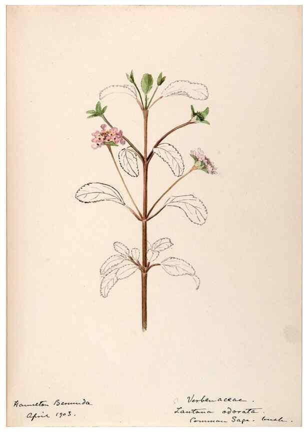 Reproducción/Reproduction 48792353923: [Water-color sketches of plants of North America and Europe]. . 