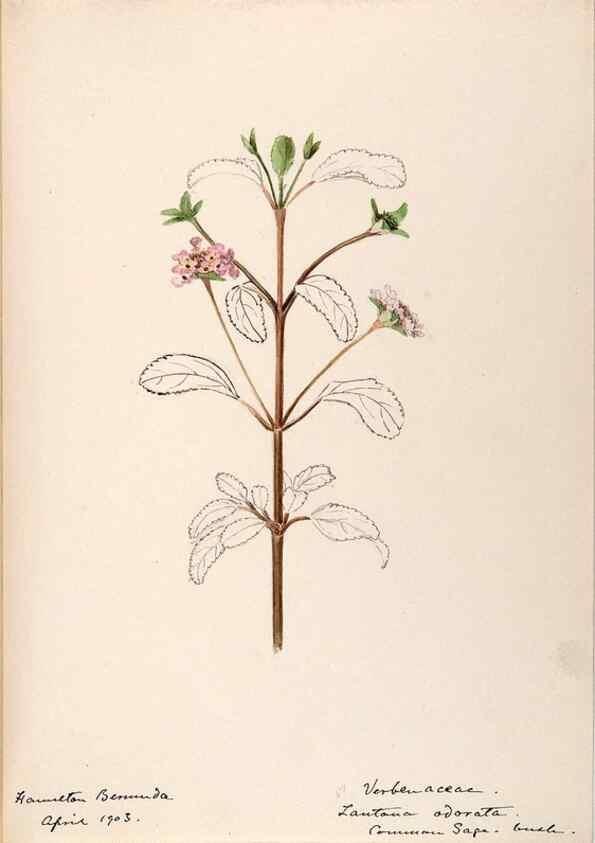 Reproducción/Reproduction 48792353923: [Water-color sketches of plants of North America and Europe]. . 
