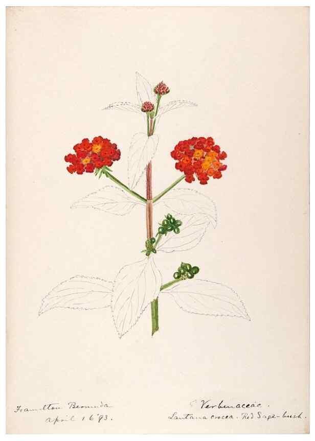 Reproducción/Reproduction 48792862557: [Water-color sketches of plants of North America and Europe]. . 