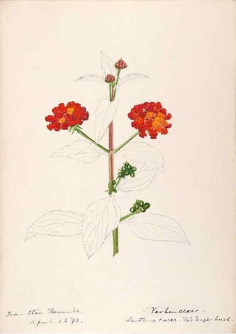 Reproducción/Reproduction 48792862557: [Water-color sketches of plants of North America and Europe]. . 