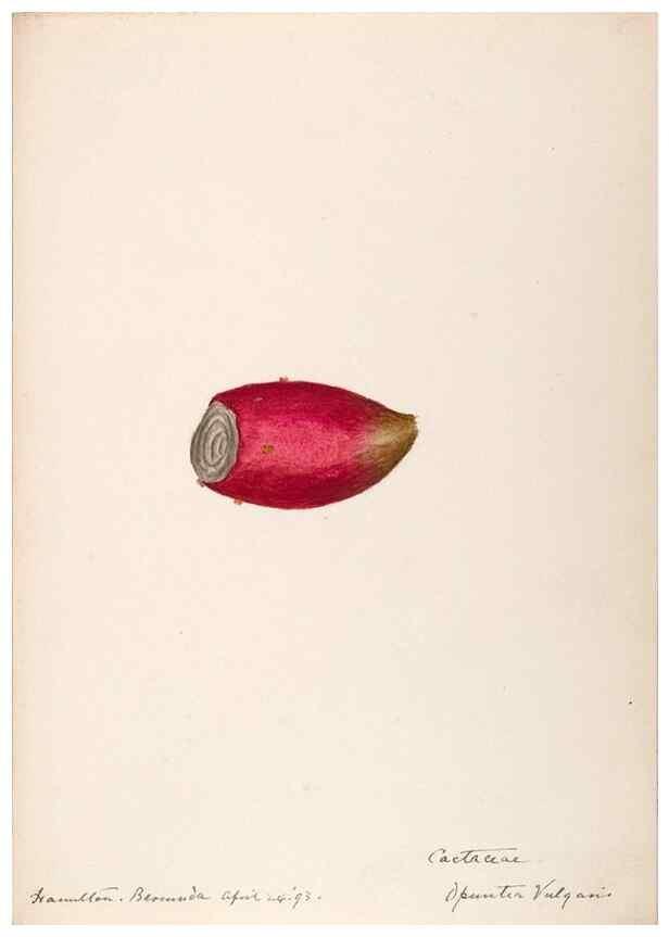 Reproducción/Reproduction 48792859077: [Water-color sketches of plants of North America and Europe]. . 