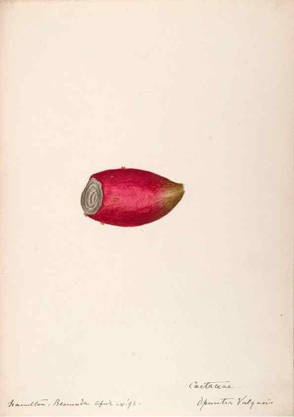 Reproducción/Reproduction 48792859077: [Water-color sketches of plants of North America and Europe]. . 