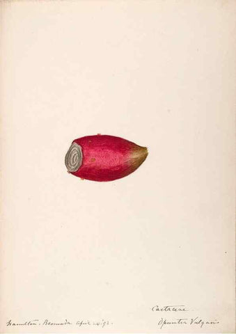 Reproducción/Reproduction 48792859077: [Water-color sketches of plants of North America and Europe]. . 