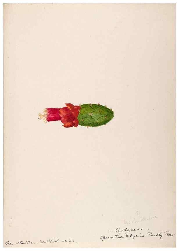 Reproducción/Reproduction 48792350353: [Water-color sketches of plants of North America and Europe]. . 