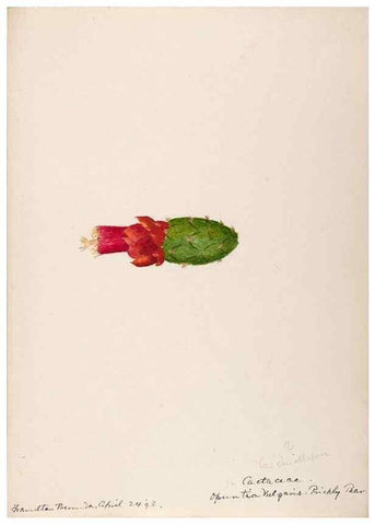 Reproducción/Reproduction 48792350353: [Water-color sketches of plants of North America and Europe]. . 