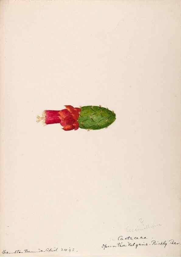 Reproducción/Reproduction 48792350353: [Water-color sketches of plants of North America and Europe]. . 