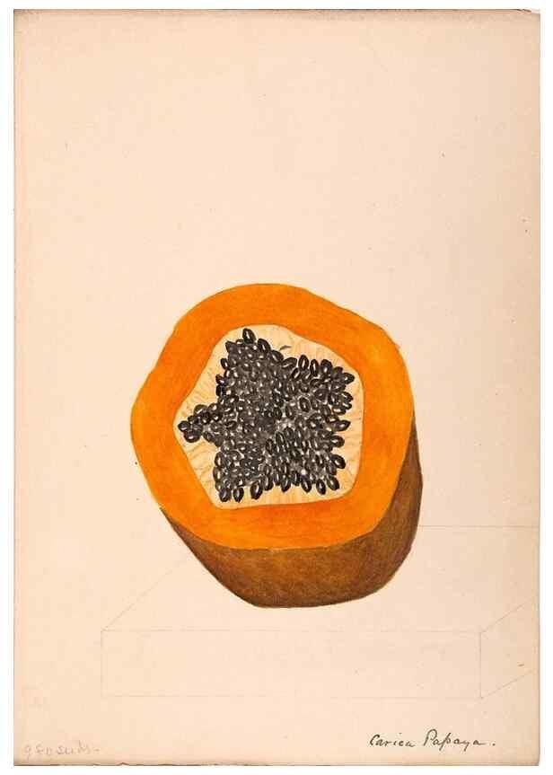 Reproducción/Reproduction 48792717491: [Water-color sketches of plants of North America and Europe]. . 