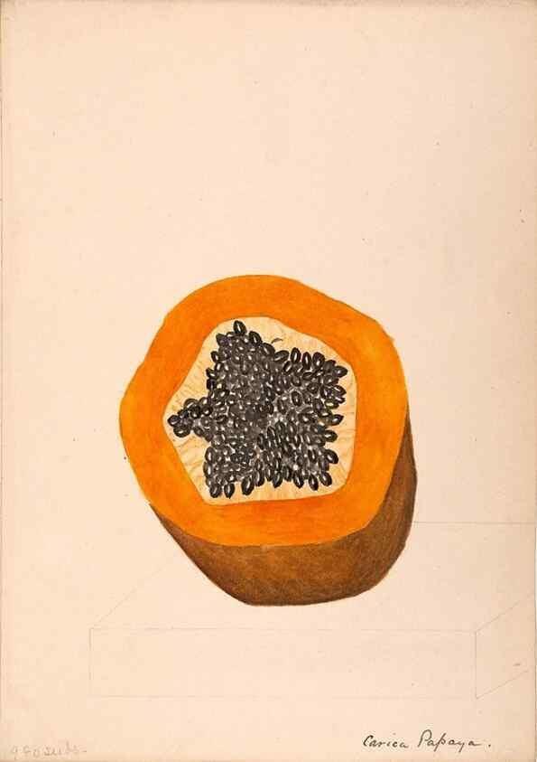 Reproducción/Reproduction 48792717491: [Water-color sketches of plants of North America and Europe]. . 