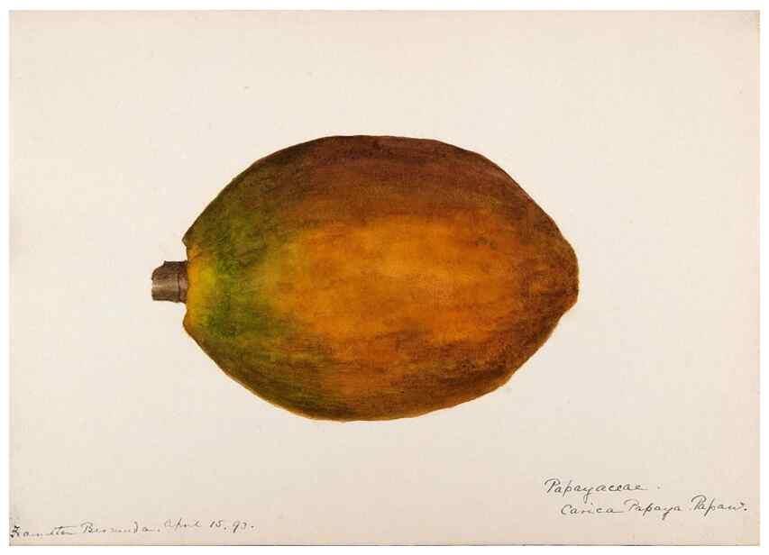 Reproducción/Reproduction 48792717276: [Water-color sketches of plants of North America and Europe]. . 