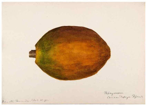 Reproducción/Reproduction 48792717276: [Water-color sketches of plants of North America and Europe]. . 