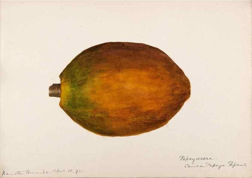 Reproducción/Reproduction 48792717276: [Water-color sketches of plants of North America and Europe]. . 