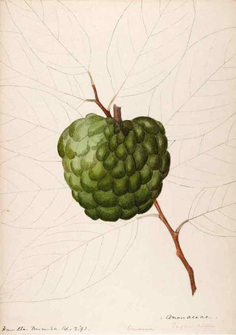 Reproducción/Reproduction 48792713746: [Water-color sketches of plants of North America and Europe]. . 