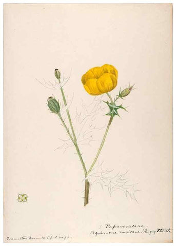 Reproducción/Reproduction 48792855177: [Water-color sketches of plants of North America and Europe]. . 