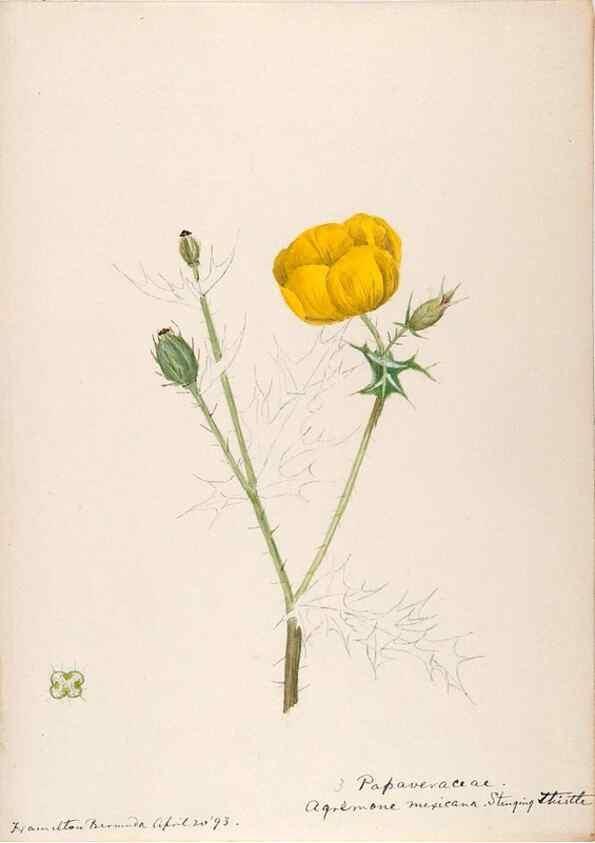 Reproducción/Reproduction 48792855177: [Water-color sketches of plants of North America and Europe]. . 