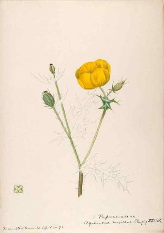 Reproducción/Reproduction 48792855177: [Water-color sketches of plants of North America and Europe]. . 