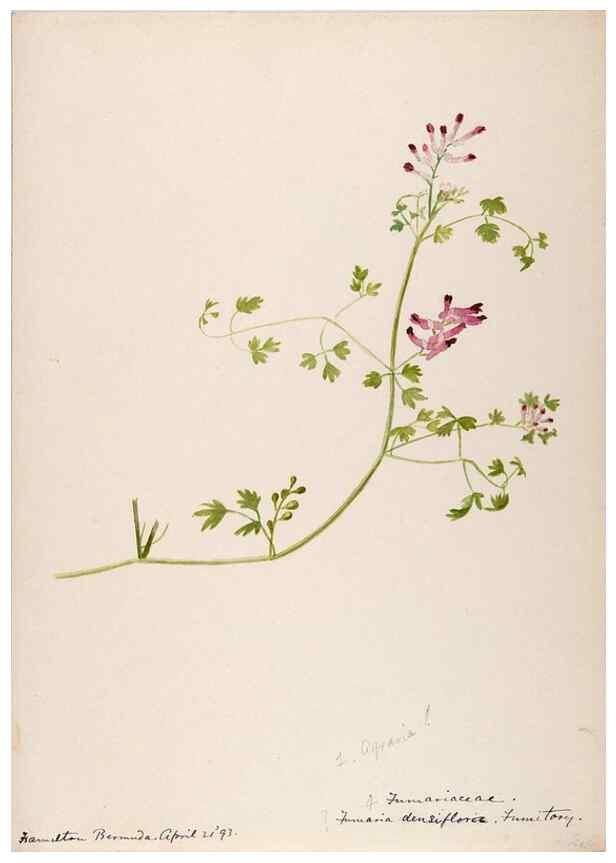 Reproducción/Reproduction 48792855342: [Water-color sketches of plants of North America and Europe]. . 