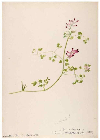 Reproducción/Reproduction 48792855342: [Water-color sketches of plants of North America and Europe]. . 