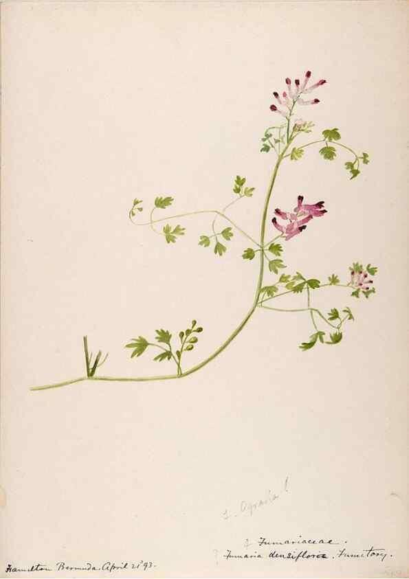 Reproducción/Reproduction 48792855342: [Water-color sketches of plants of North America and Europe]. . 