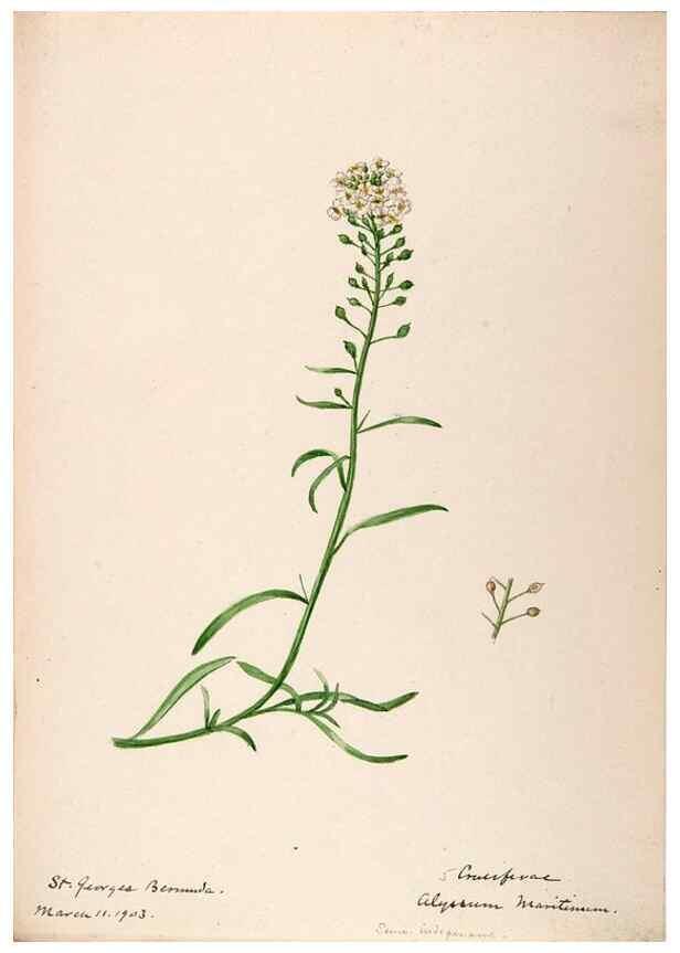 Reproducción/Reproduction 48792346963: [Water-color sketches of plants of North America and Europe]. . 