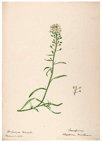 Reproducción/Reproduction 48792346963: [Water-color sketches of plants of North America and Europe]. . 
