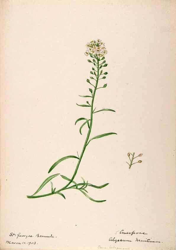 Reproducción/Reproduction 48792346963: [Water-color sketches of plants of North America and Europe]. . 