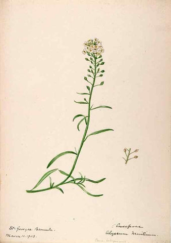 Reproducción/Reproduction 48792346963: [Water-color sketches of plants of North America and Europe]. . 