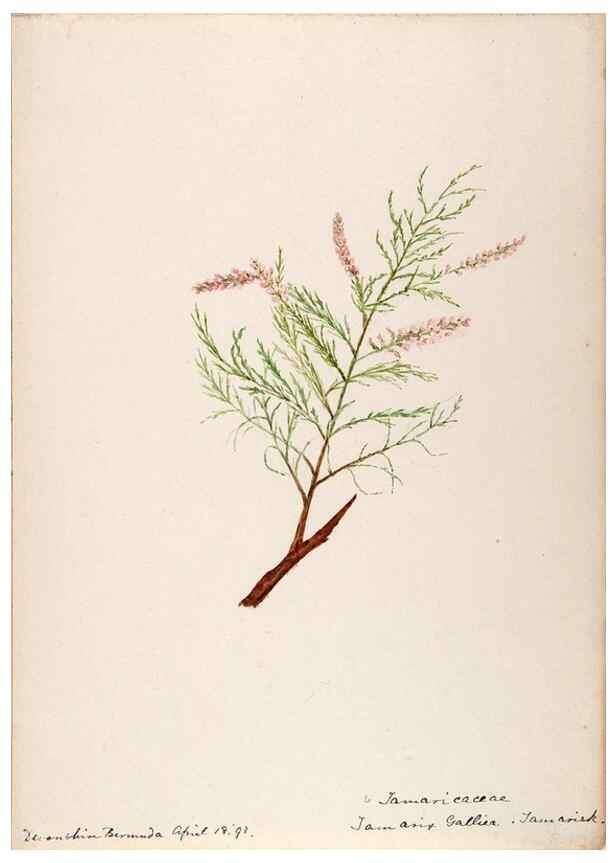 Reproducción/Reproduction 48792347163: [Water-color sketches of plants of North America and Europe]. . 