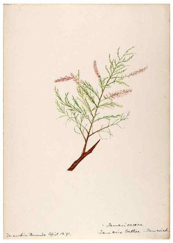 Reproducción/Reproduction 48792347163: [Water-color sketches of plants of North America and Europe]. . 