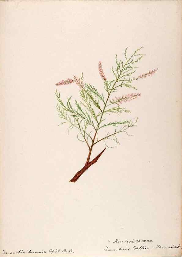 Reproducción/Reproduction 48792347163: [Water-color sketches of plants of North America and Europe]. . 