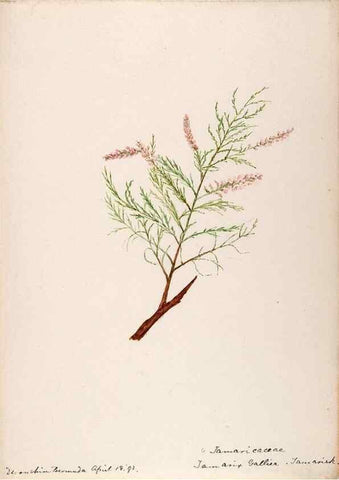 Reproducción/Reproduction 48792347163: [Water-color sketches of plants of North America and Europe]. . 