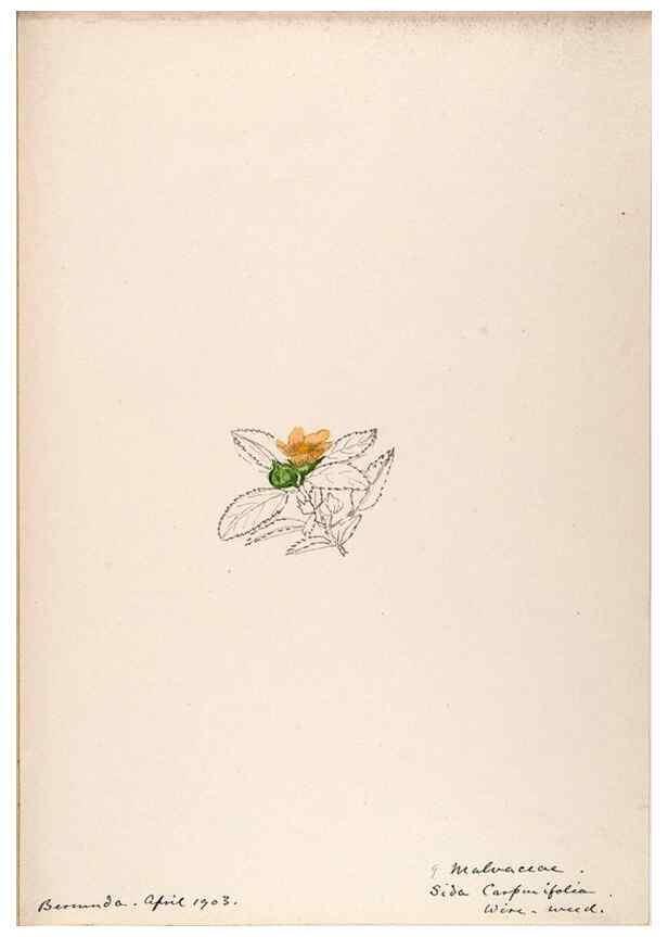 Reproducción/Reproduction 48792855922: [Water-color sketches of plants of North America and Europe]. . 
